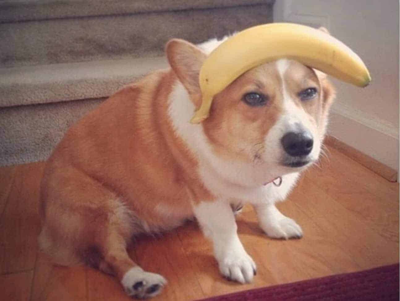 Can dogs eat bananas safely? Dogs can eat them only in moderation.