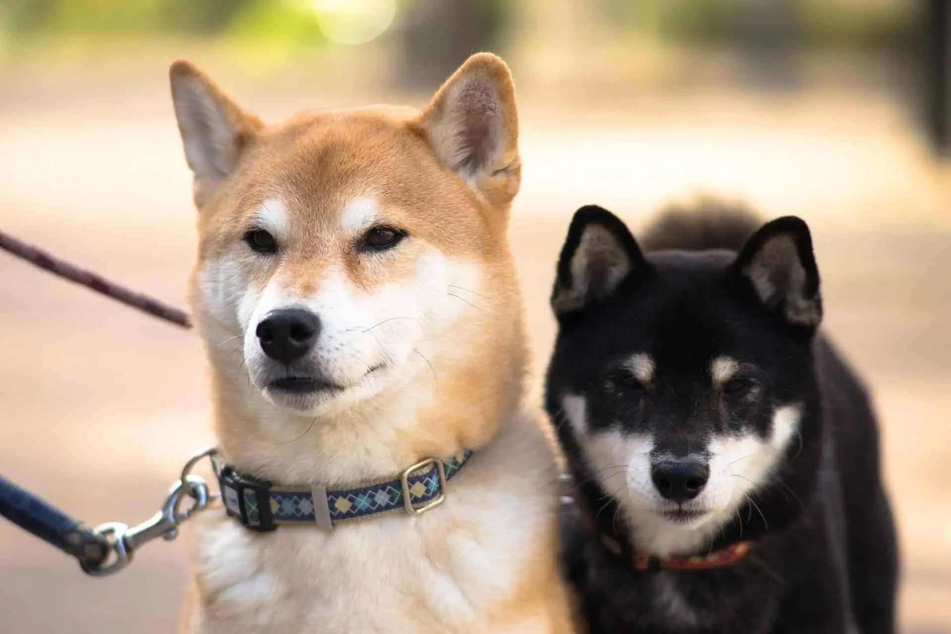 Japan has 12 amazing dog breeds. Here is every Japanese dog breed in existence.