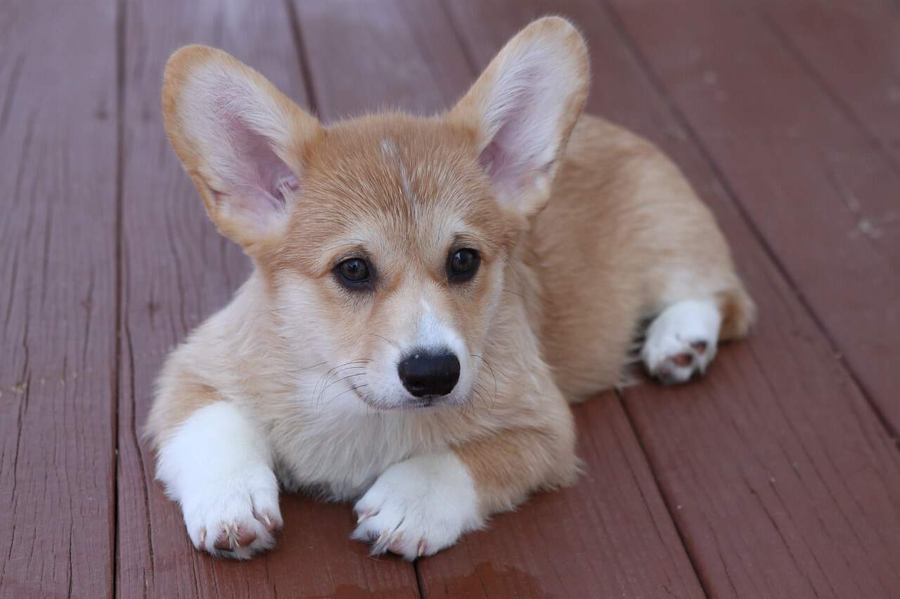 Check out the adorable Corgi mixes that'll surely melt your heart.