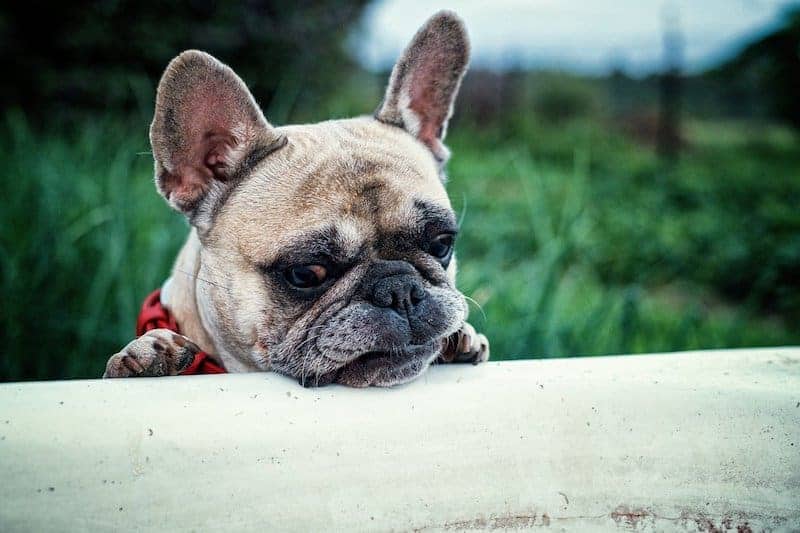 Are Frenchies smart dogs?