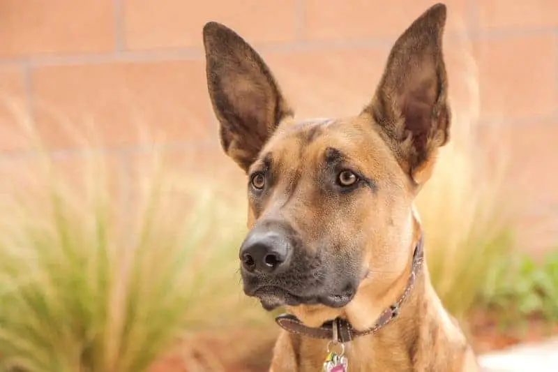 The intelligent Belgian Malinois.