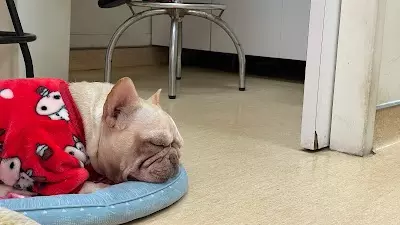 愛寶動物醫院