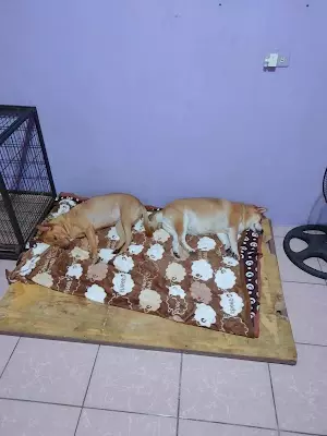 振生動物醫院