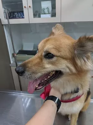 晨光動物醫院
