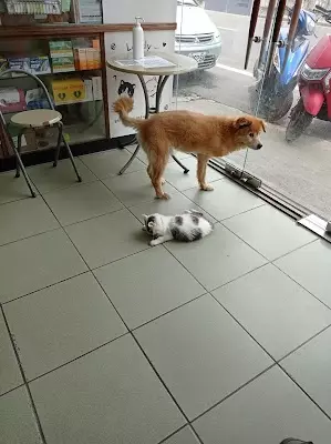傑昇動物醫院