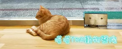 喵喵TNR動物醫院