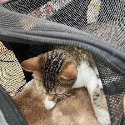 明新動物醫院