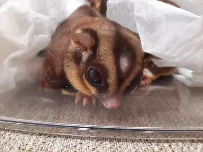 秘境野生動物專科醫院 [預約制] – 鼠、兔、貂、兩棲類、爬蟲、龜、蜥蜴、水族、鳥類、蜜袋鼯、刺蝟、非犬貓、特殊寵物醫院