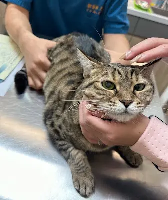高雄亞幸動物醫院、中獸醫、針灸、四級雷射、復健推拿、爬寵(爬蟲)、貓狗