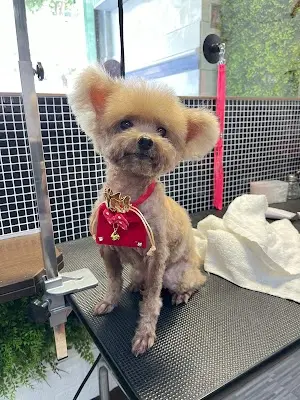 Let’s go來洗狗寵物美容