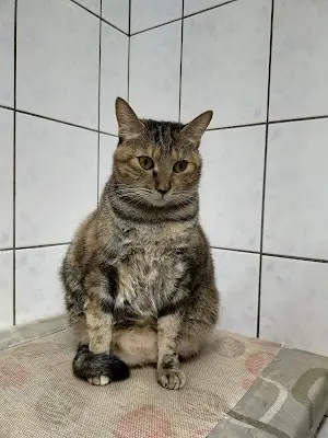 青田動物醫院