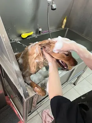 小黃小黑 洗澡囉·寵物美容工作室