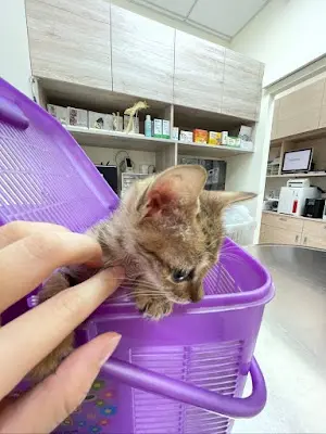 澄心動物醫院