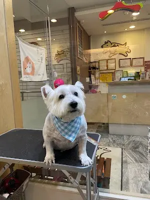 巧PetPet寵物精品旅館