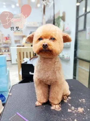 肥貓窄門日式寵物理容院