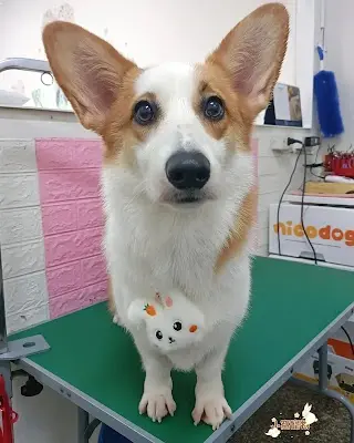小窩寵物店【嘉義狗狗美容住宿】