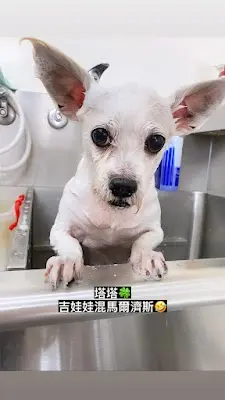 喜樂寵物澡堂-縣府店（寵物美容）