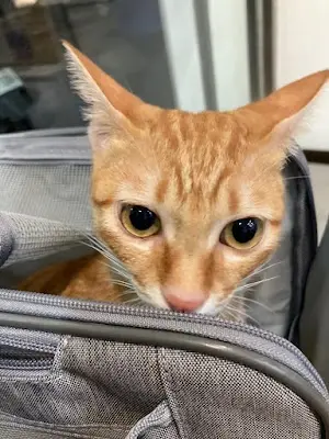 健生動物醫院