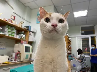 河童動物醫院