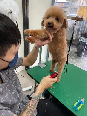 三寶寵物美容