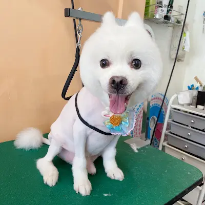 十犬十美寵物美容工作室（台中太平）