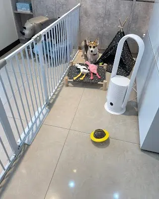 狗狗好好寵物店-嘉義狗狗美容住宿旅館