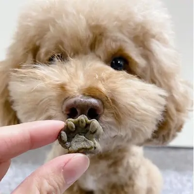 Doggywants 汪事如意五星寵物鮮食