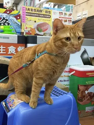 貓樂福-貓的寵物經國店