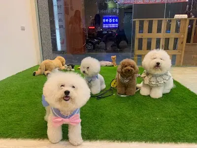 寵蝦咪寵物美容住宿Chongshopme-永和店