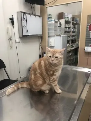 挪亞動物醫院