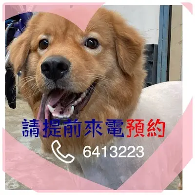 東林動物醫院