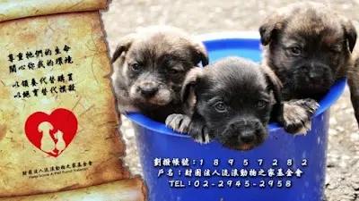Help Save A Pet Fund Taiwan