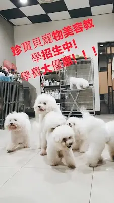 珍寶貝寵物美容教學