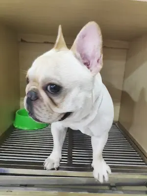 貝拉寵物美容館