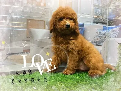 藍世界水族寵物城-羅東店