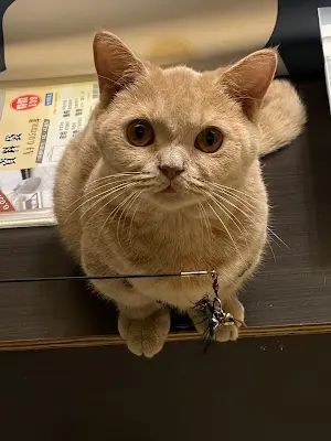 i寶貝寵物美容坊