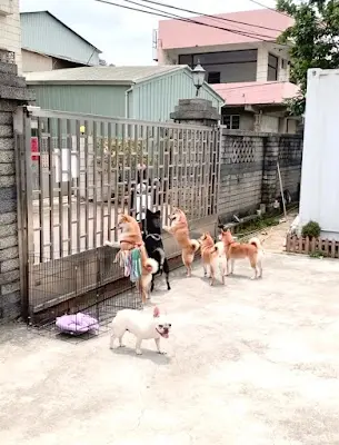 山米澡堂Pet-lounge 寵物美容