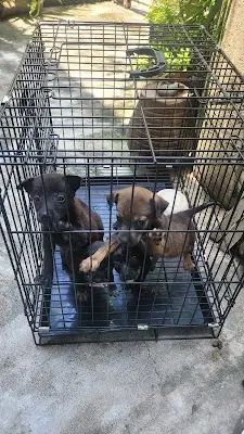 動物之家獸醫院