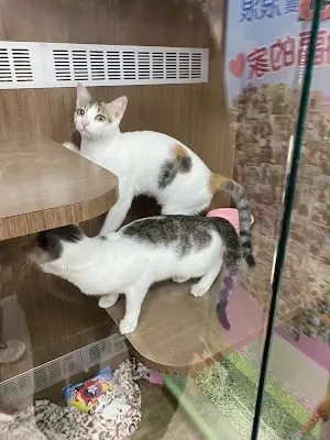 東森寵物 頭份中華店