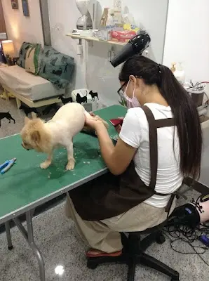 巷子內寵物美容A&S Pet Grooming