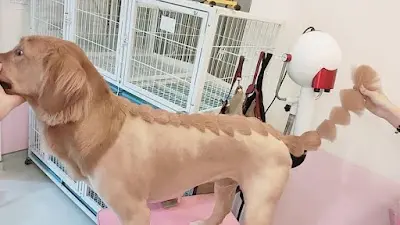 BambiRomeo班比羅密歐犬貓寵物沙龍SPA