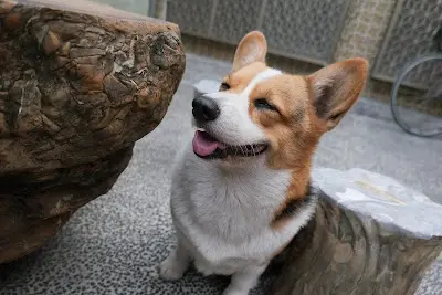 馬汀動物醫院