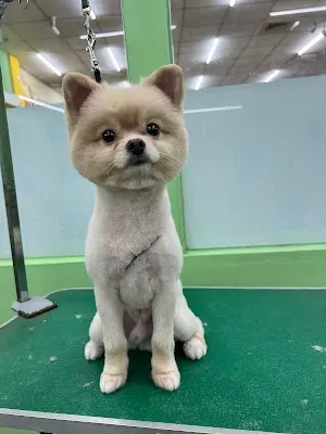 快樂尾巴寵物美容 pet salon【清水專業寵物美容】寵物洗澡推薦｜貓咪洗澡｜寵物修剪毛｜寵物SPA沙龍｜寵物沙龍推薦