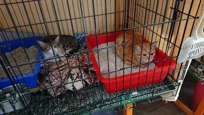 貓咪送養小屋
