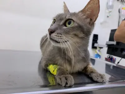 森洧動物醫院