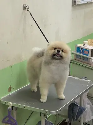 澎澎寵物美容