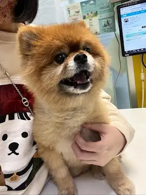佳群動物醫院