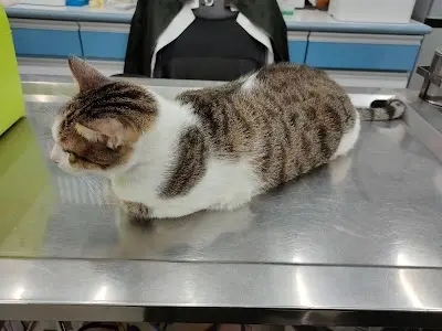 愛心動物醫院