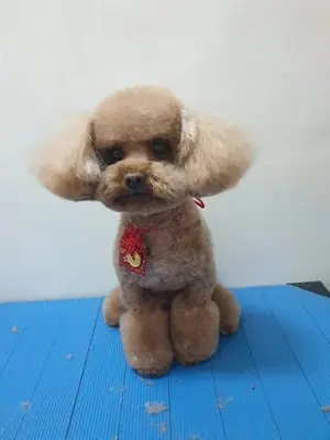 巧臻寵物工作坊（預約制）