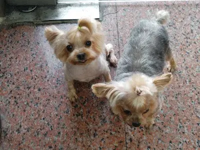 豪小子寵物店